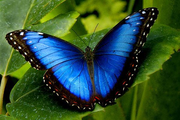 blue-morpho.jpg