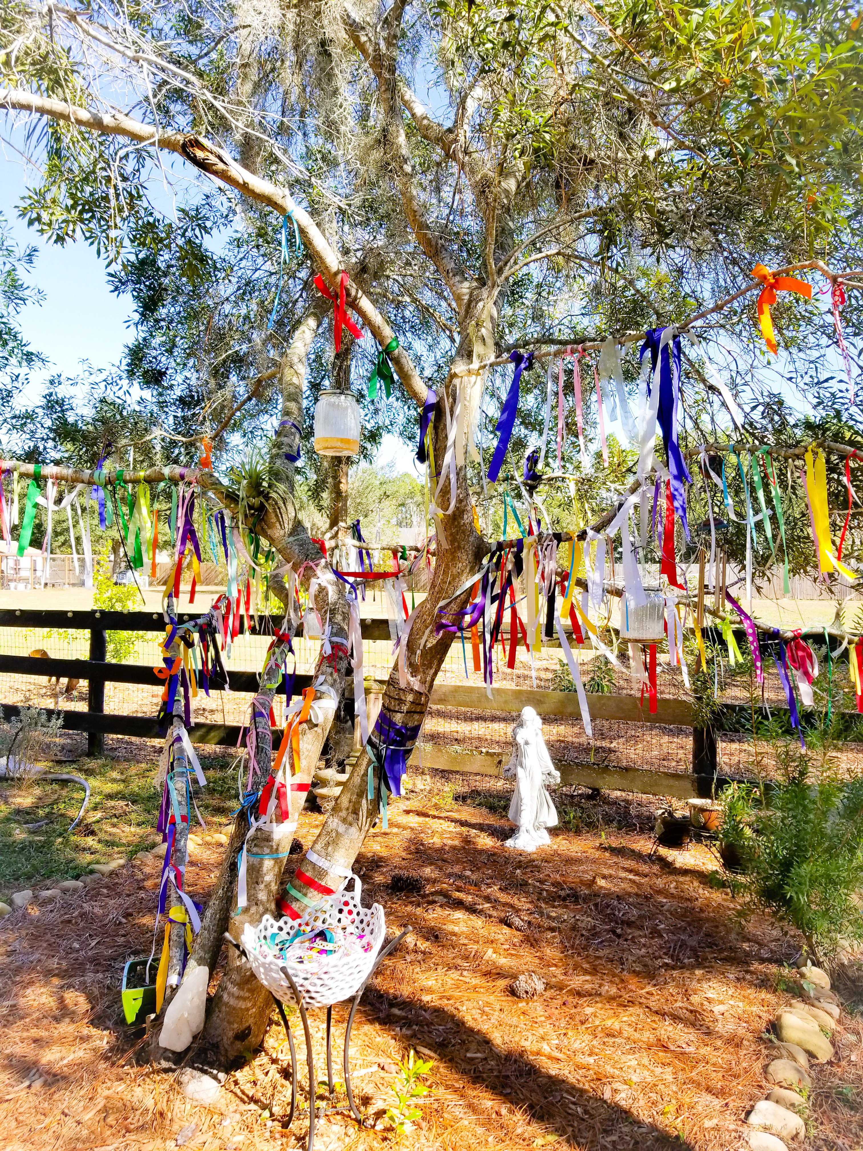 ribbon tree spring.jpg