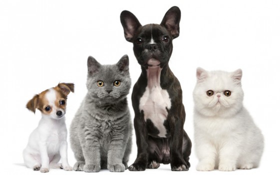 group-of-dogs-and-cats-in-front-of-white-background-560x350.jpg