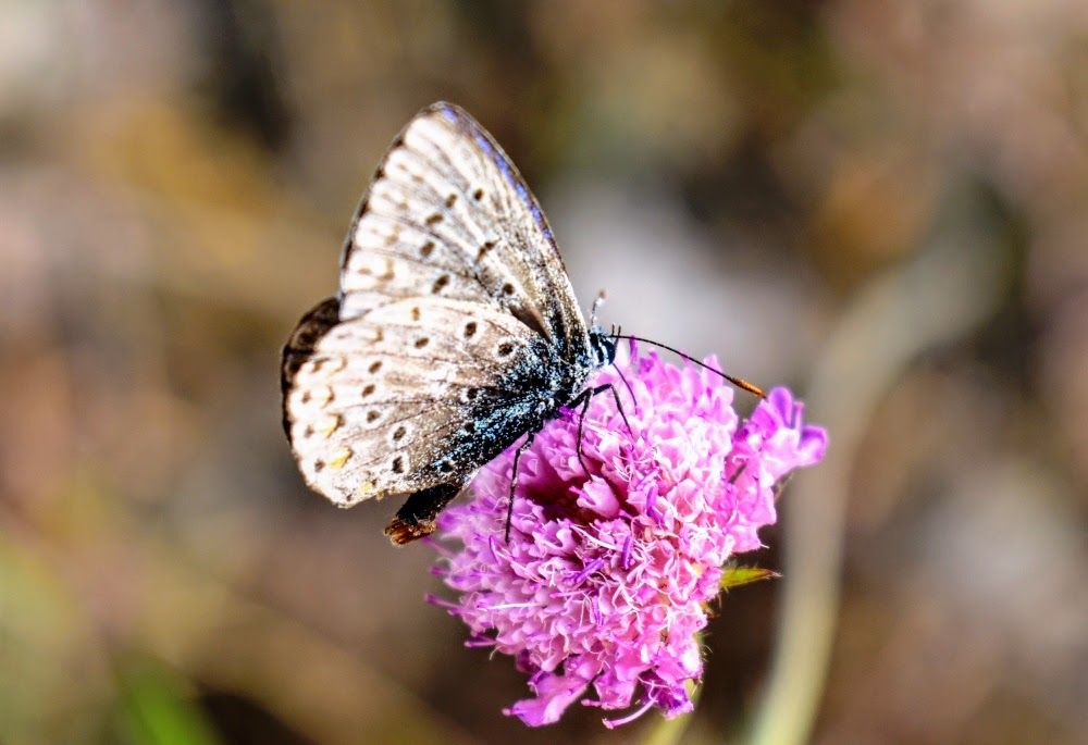 macro svijet g.JPG