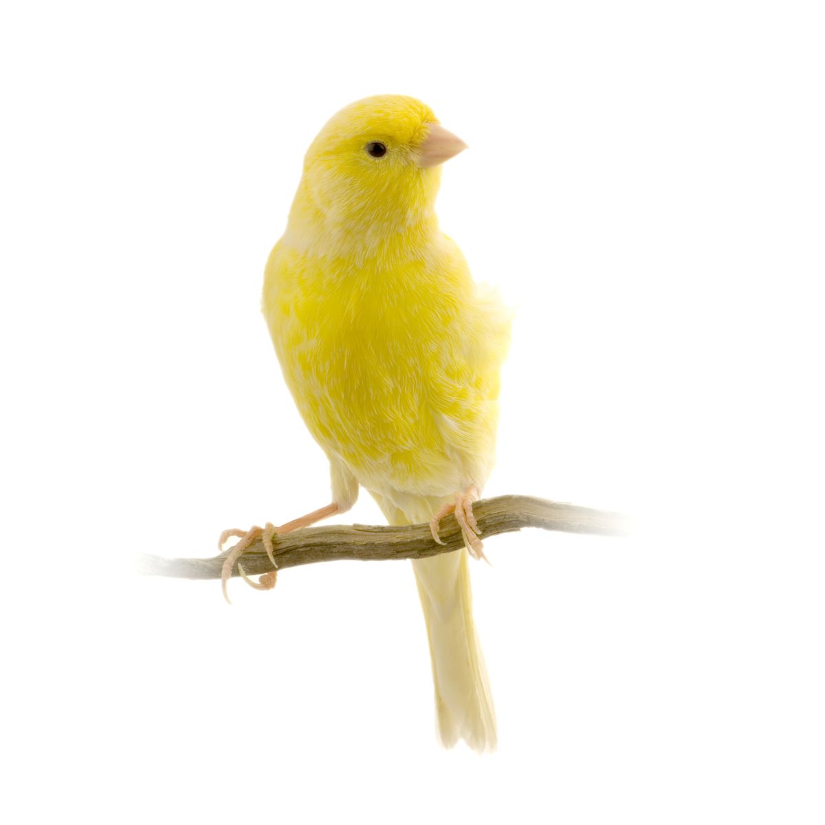 nice canary.jpg