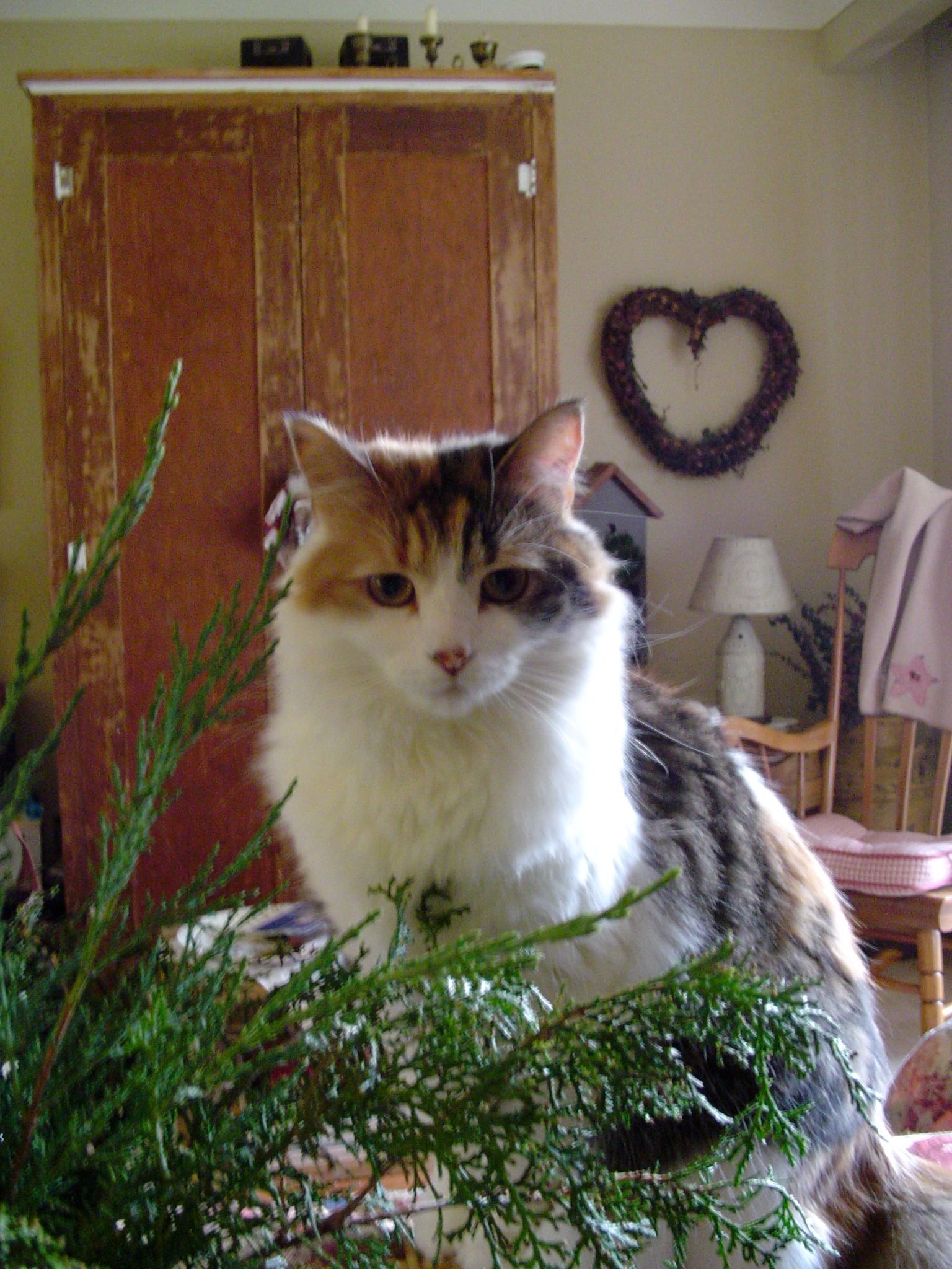 Winnie at Christmas 2004.jpg