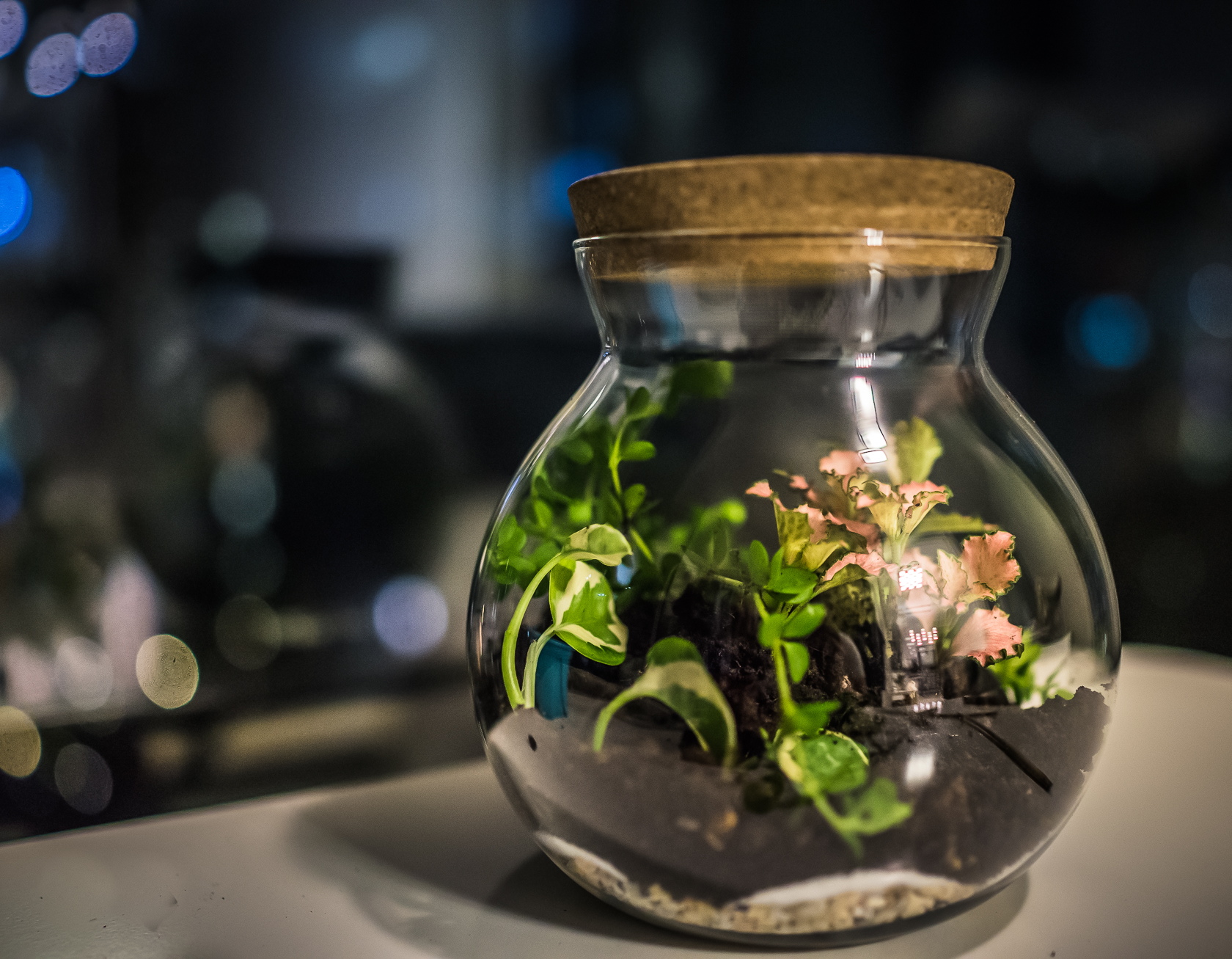 How I Start My Own Garden In A Bottle 5 Easy Steps Making Few Days Ago I Was Inspired By This Article Ve Read The Sealed Bottle Garden