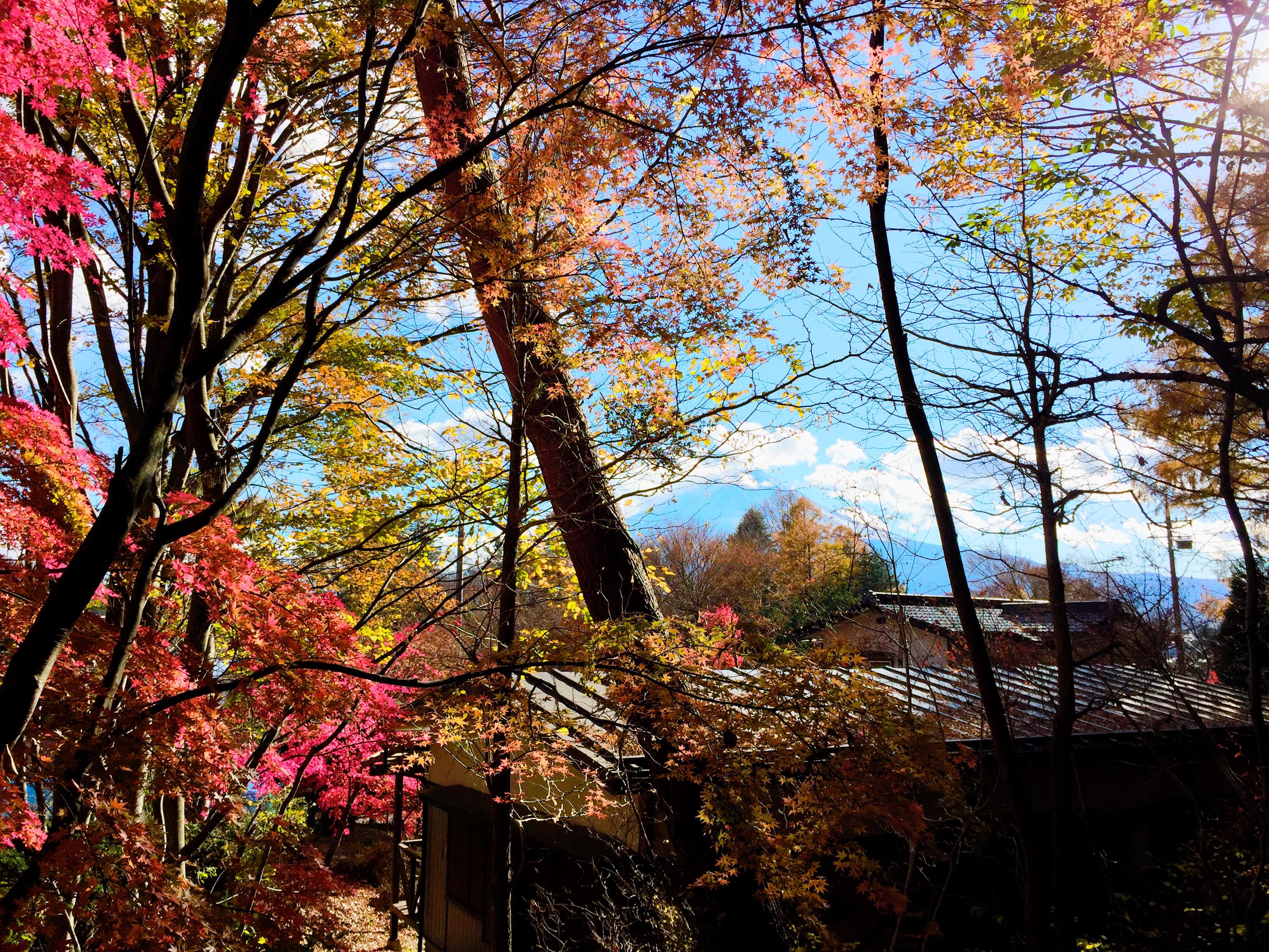 2017-11-19 13.51.15.jpg