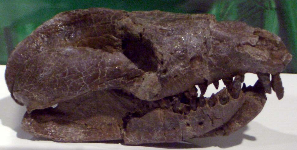 Repenomamus_giganticus_skull.jpg