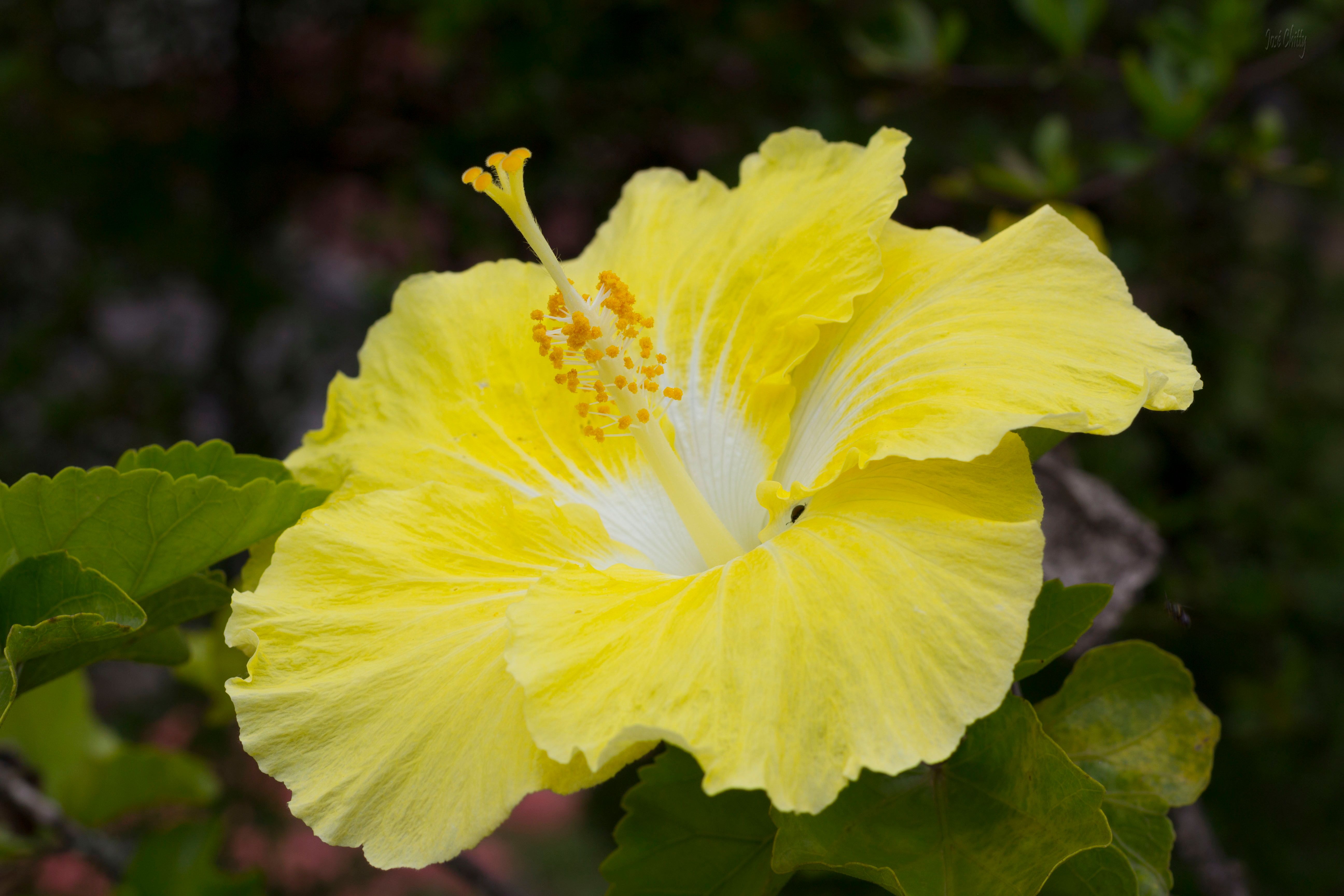plastic-flower-yellow.jpg