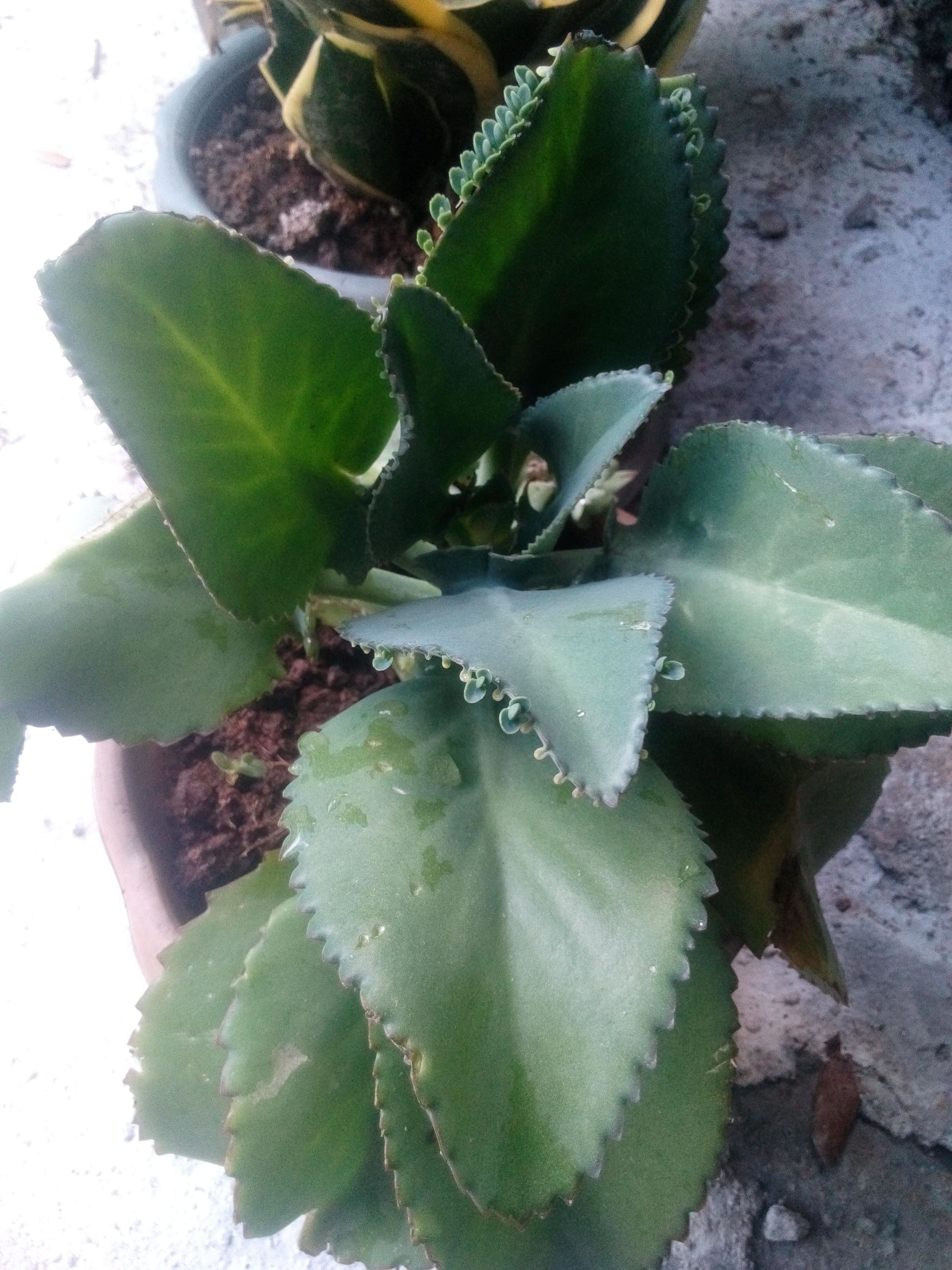 Kataka Taka Plant Miracle Plant Uses And Benefits Steemit