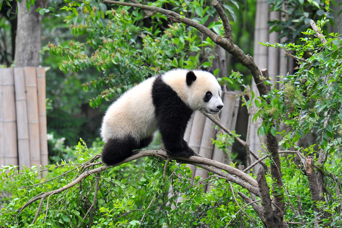 Pandas drop. Giant Panda in Danger. Weed Panda.