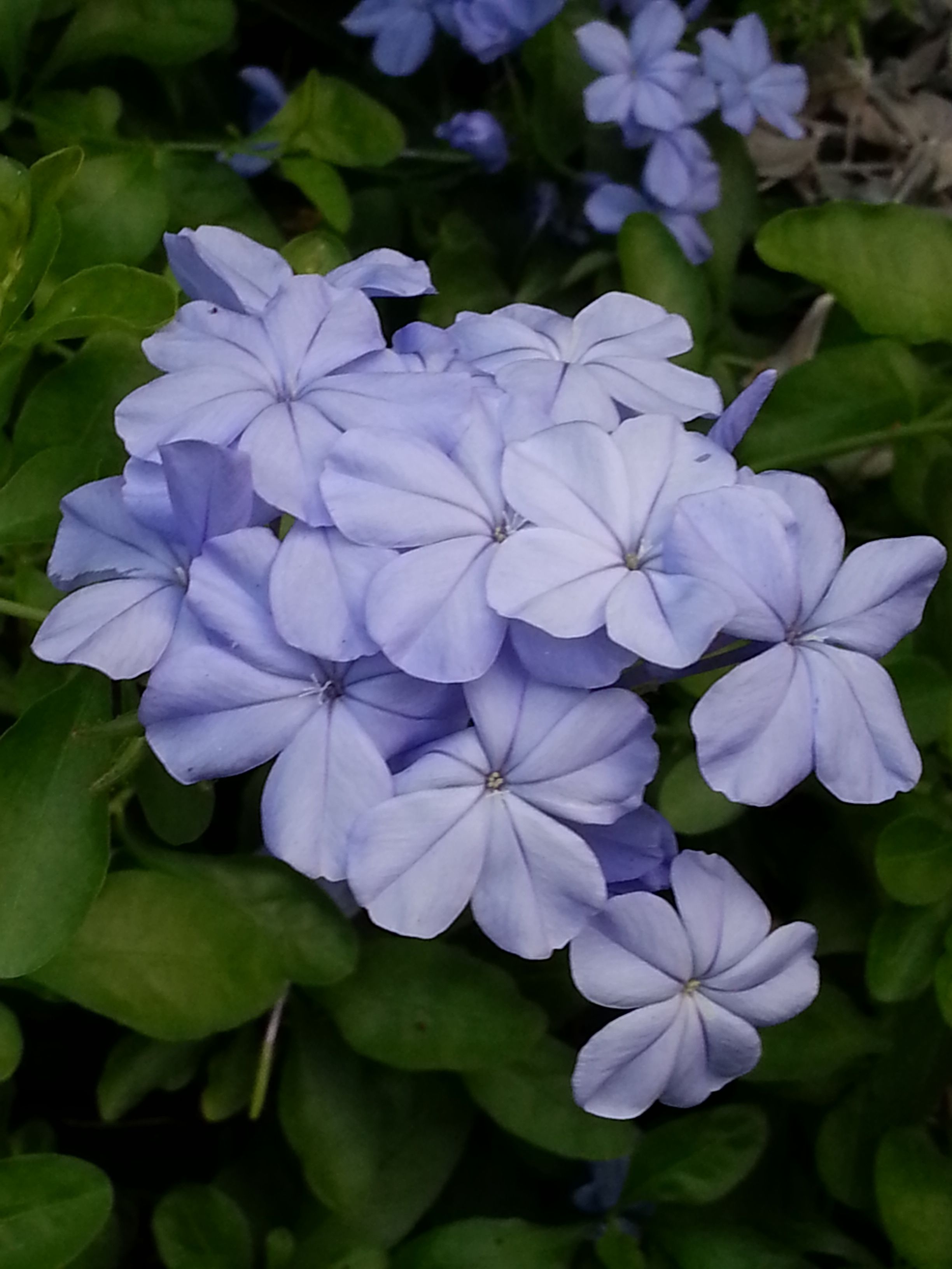 blue flower1.jpg
