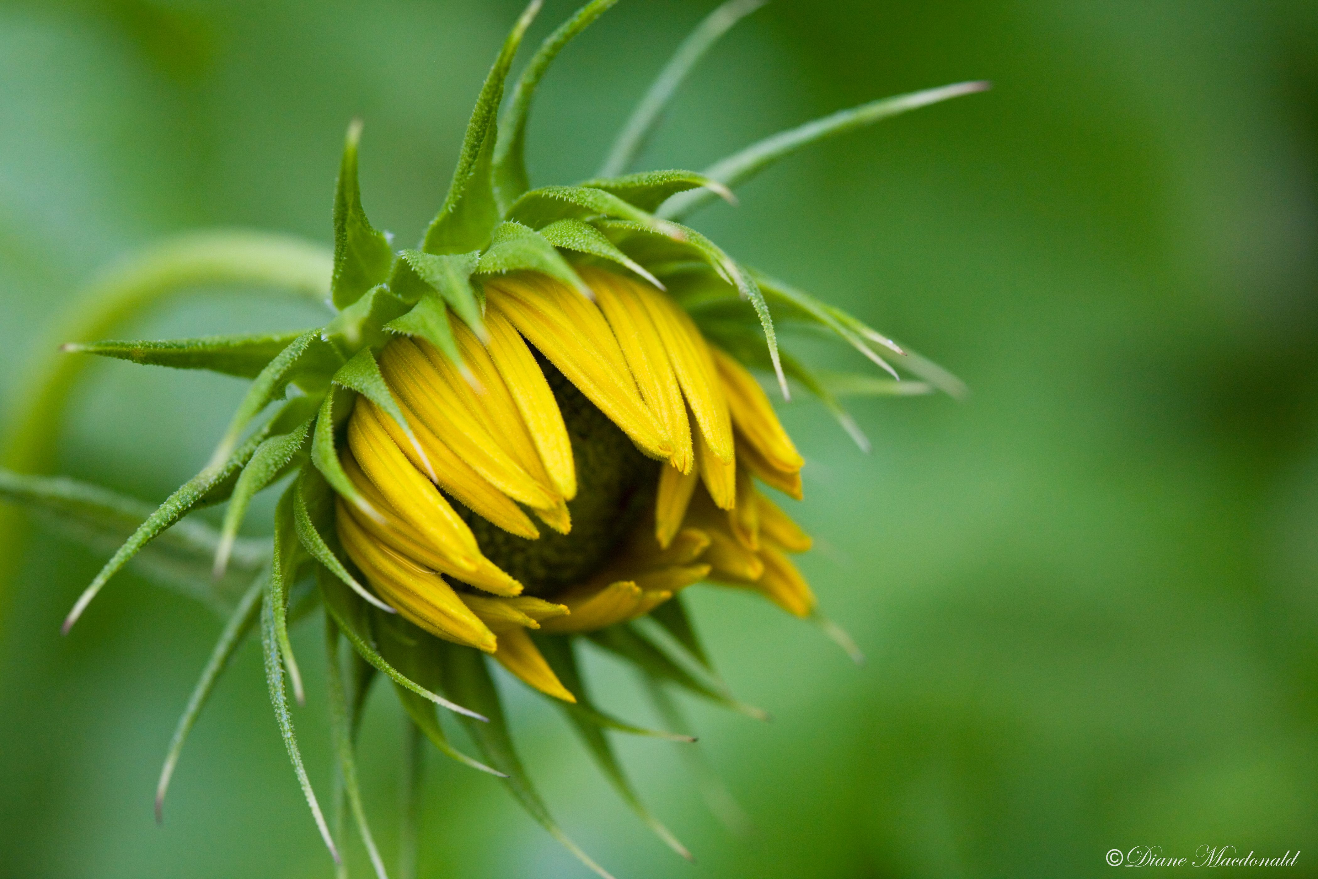 sunflower opening.jpg