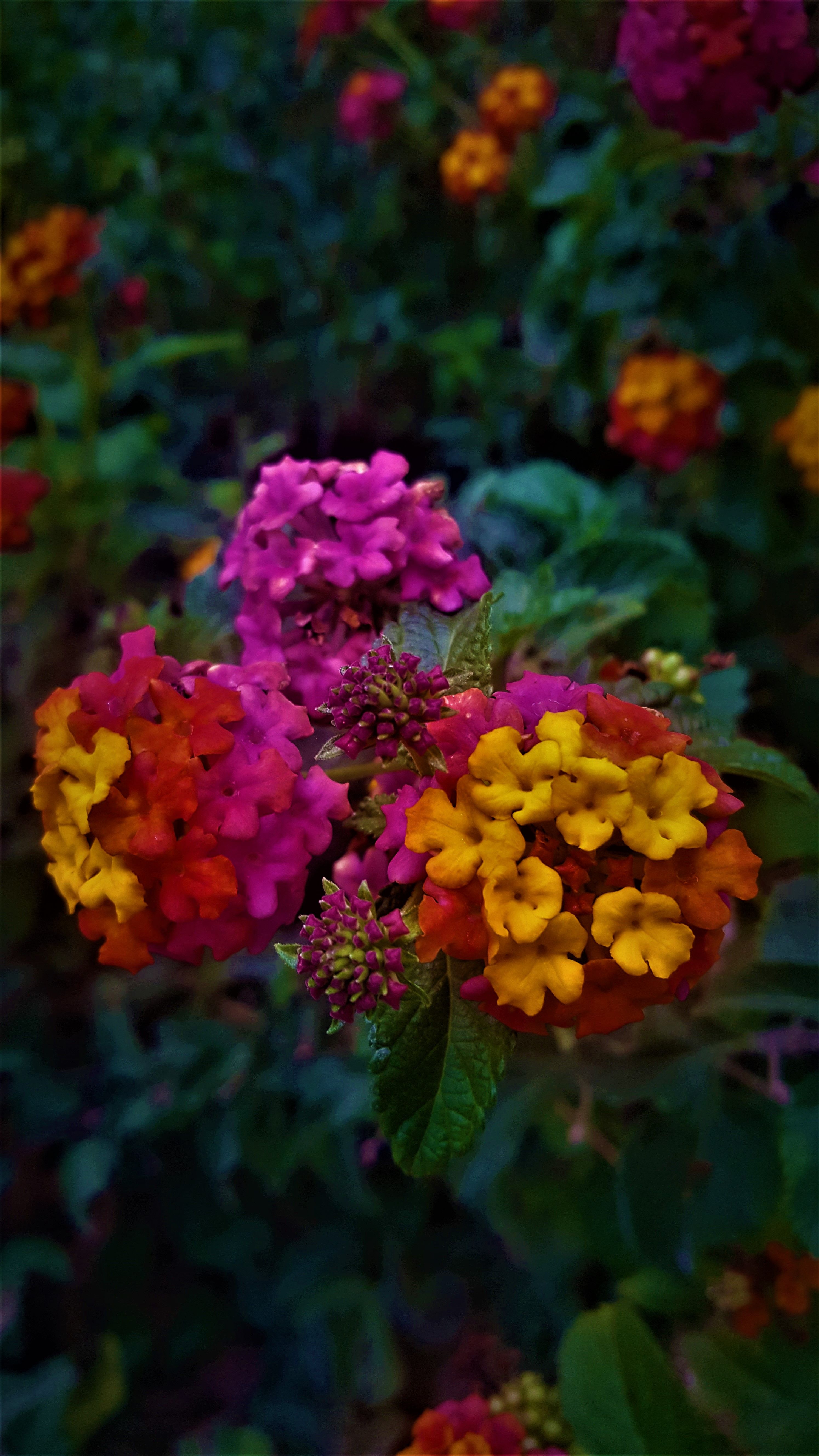 Colorful_flowers_theia2.jpg