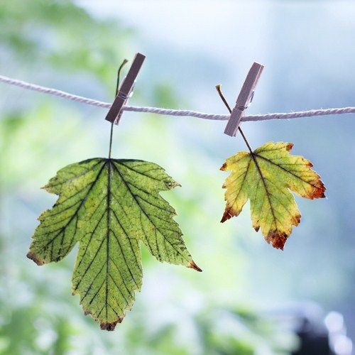 Wire leaves.jpg