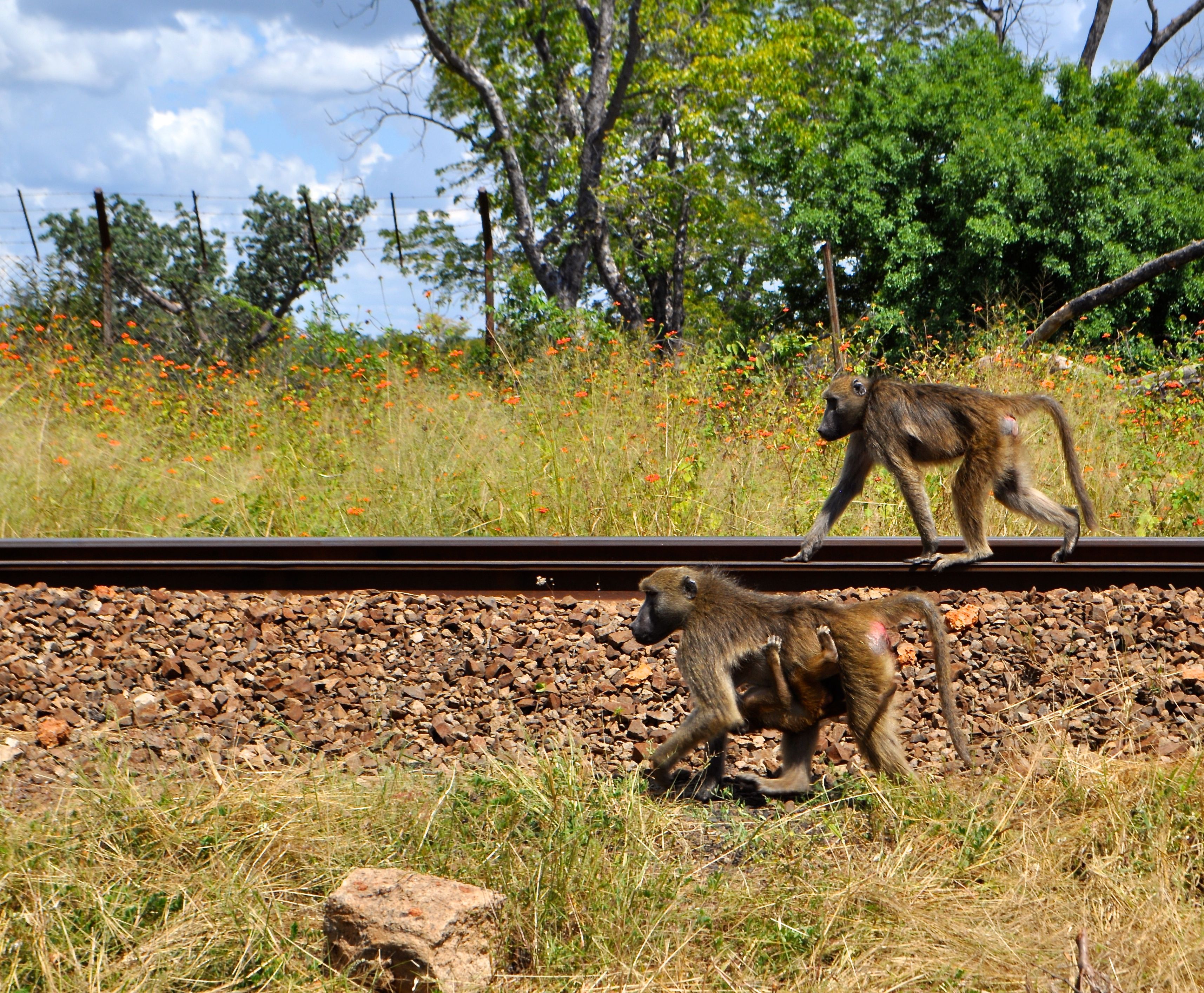 Vic Falls Monkeys on Railway with Baby undercarriage.JPG