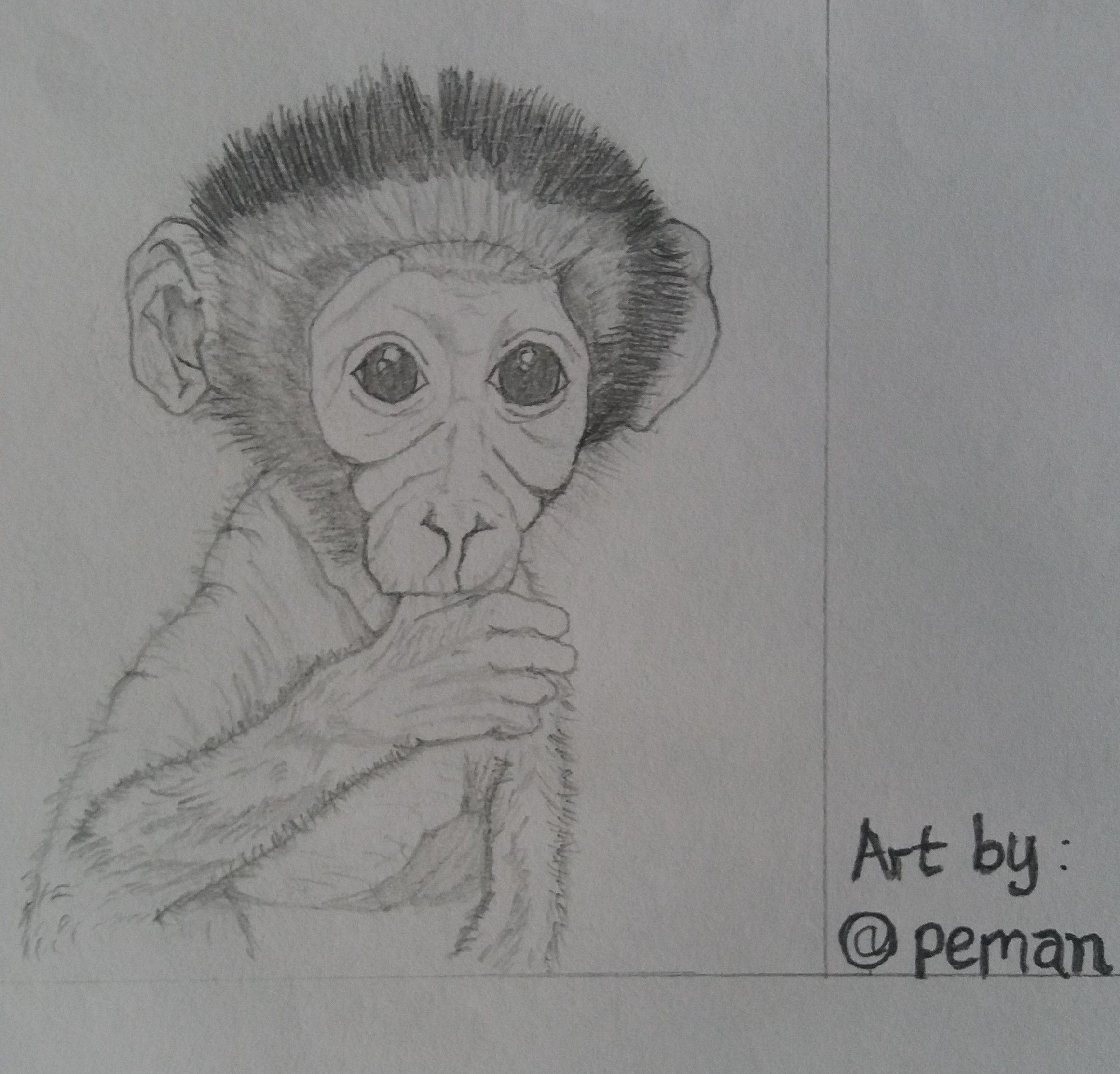 Mangabey monkey4 (2).jpg