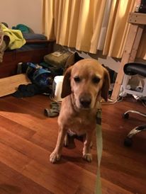 puppa.jpg