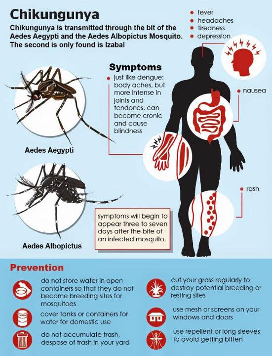 chikungunya1.jpg