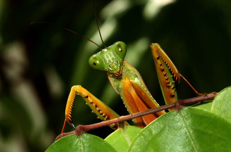 praying-mantis-7.jpg