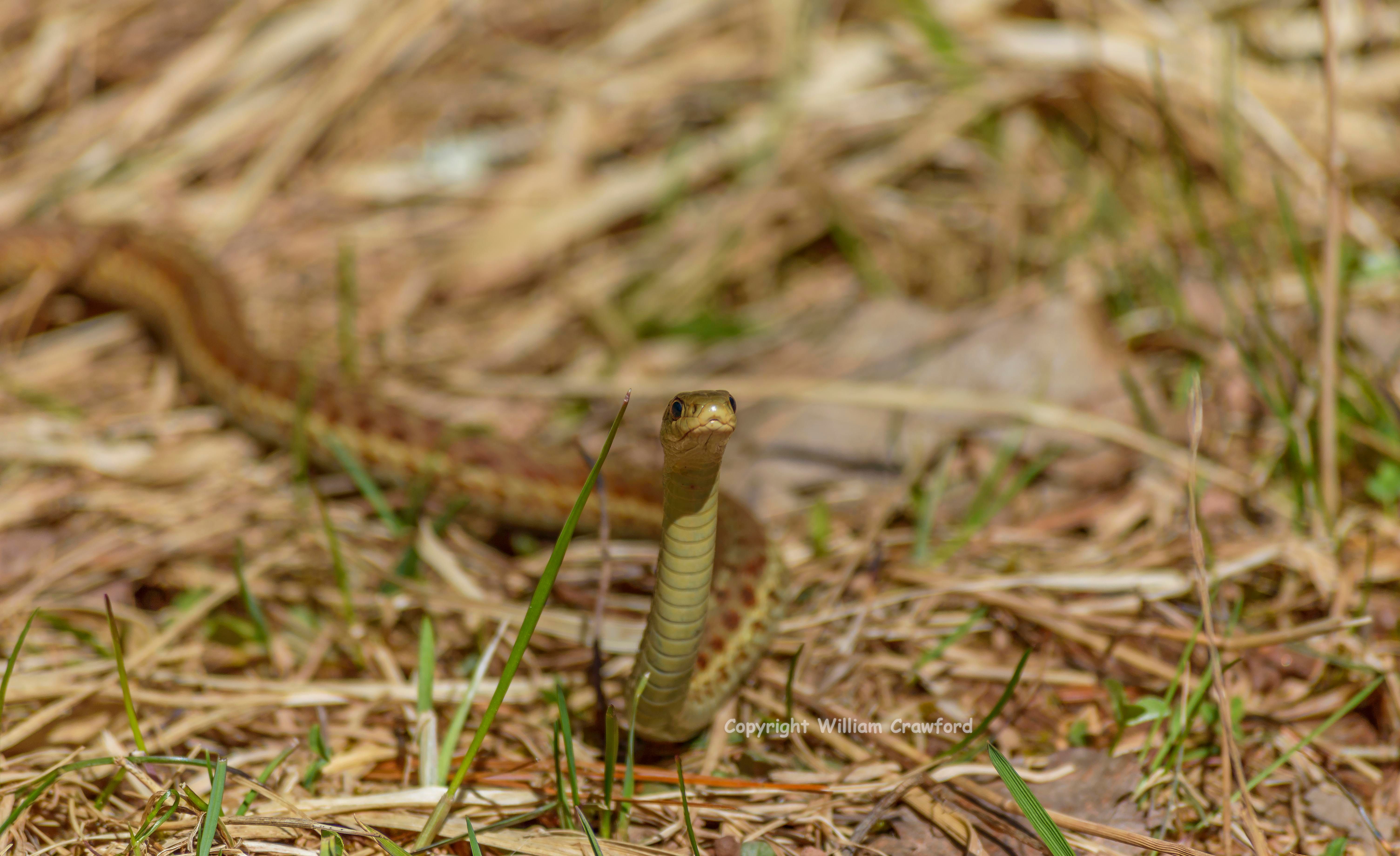 Snakes of Acadiana Park