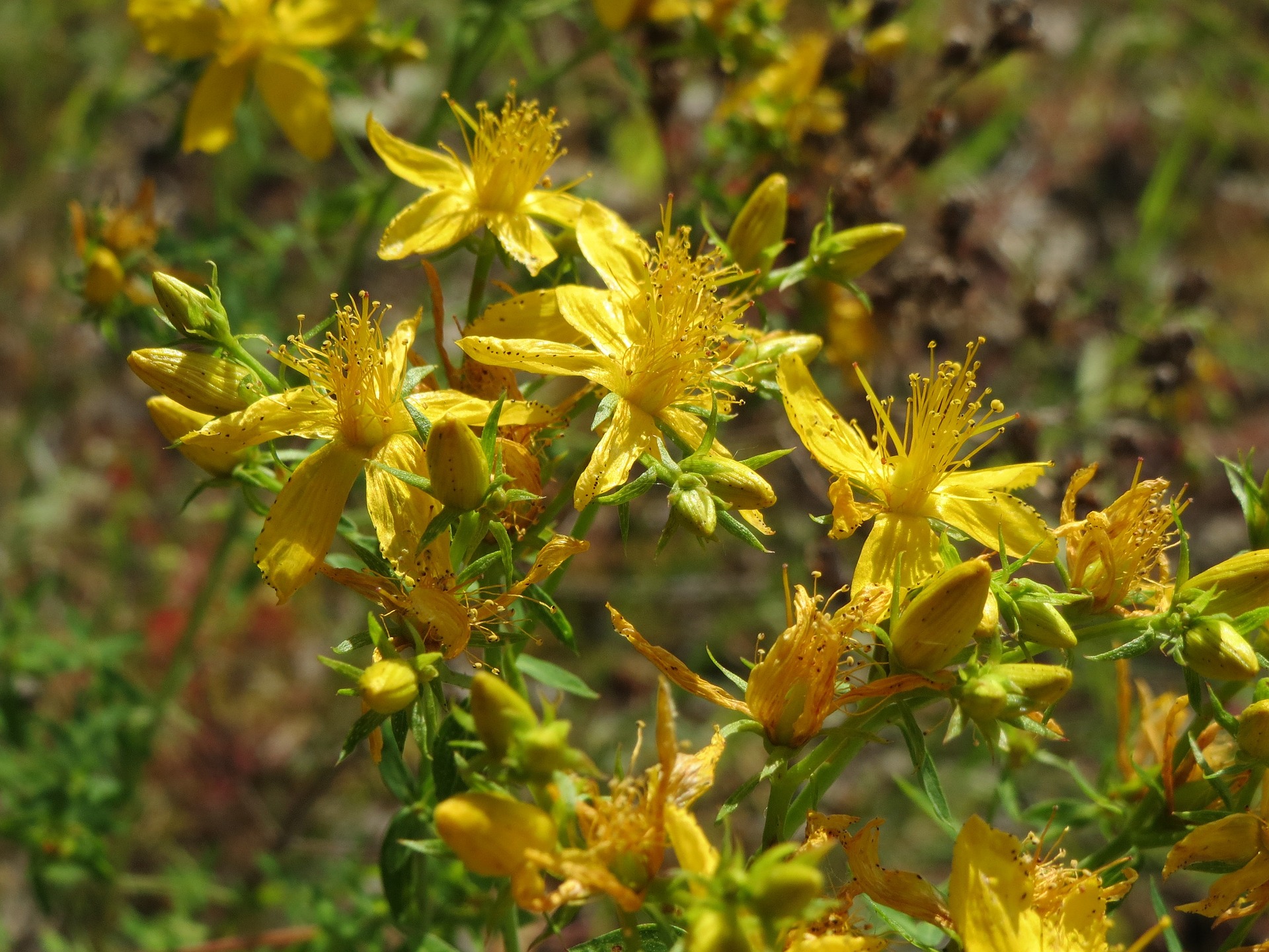 hypericum-perforatum-855486_1920.jpg