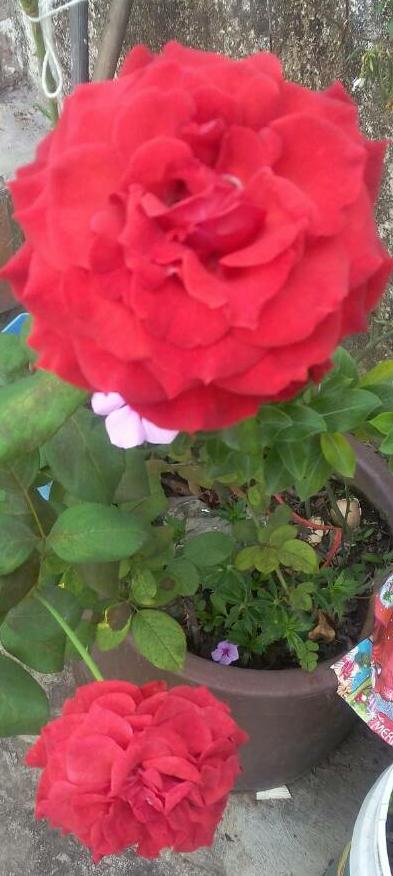 Rosas del jardin de Margoth.jpg