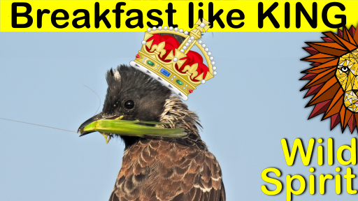 breakfast like a king.png