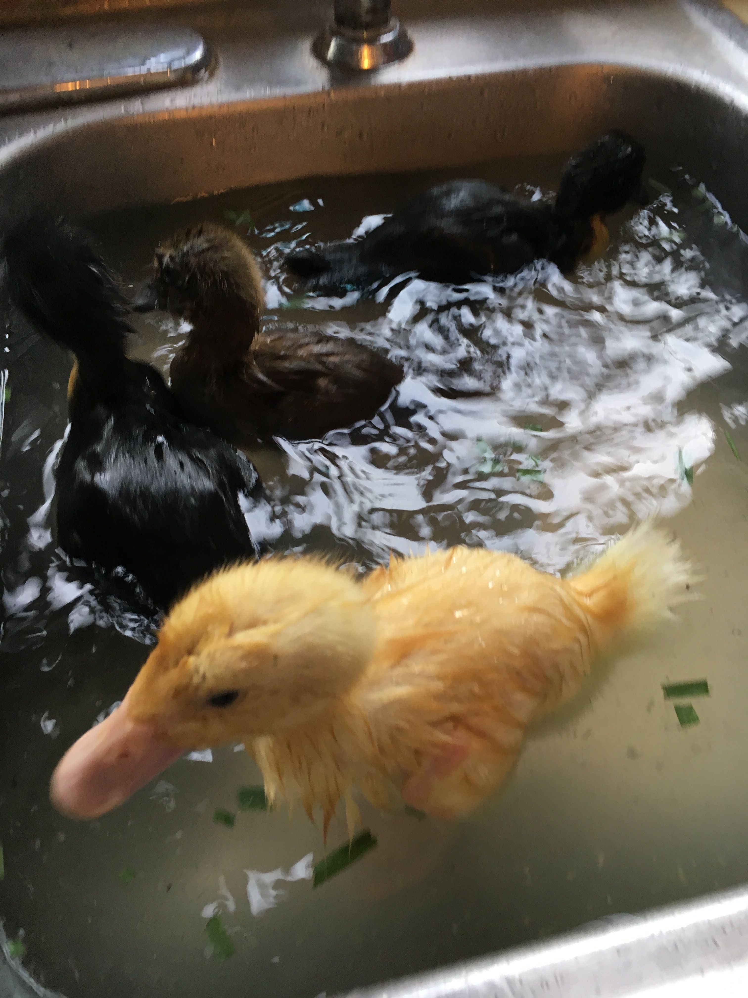 baby ducklings swimming