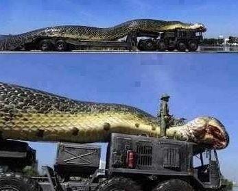 All The Biggest Snake In The World The Longest One Is 19 Meters