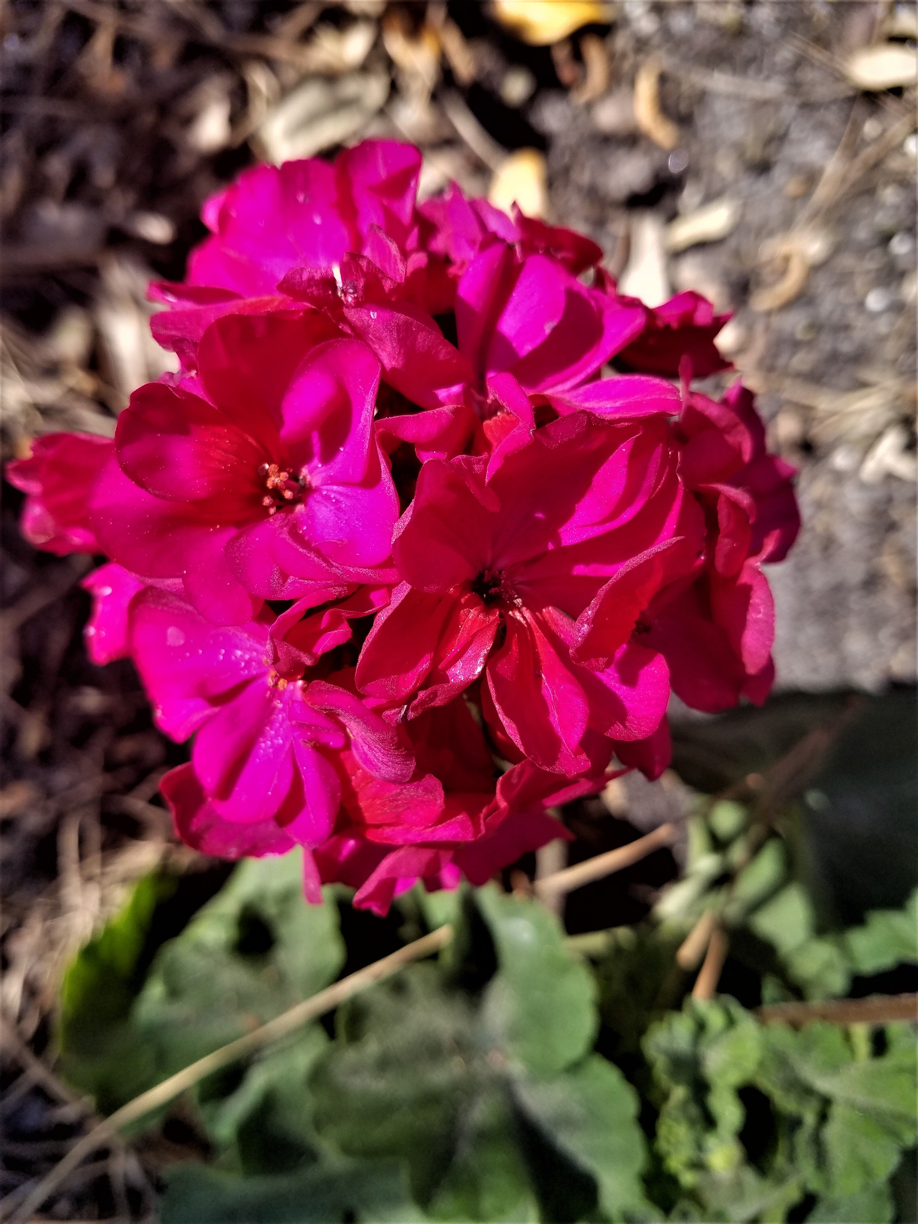 blooms1.jpg