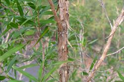 leptospermumpetersonii5_sml.jpg