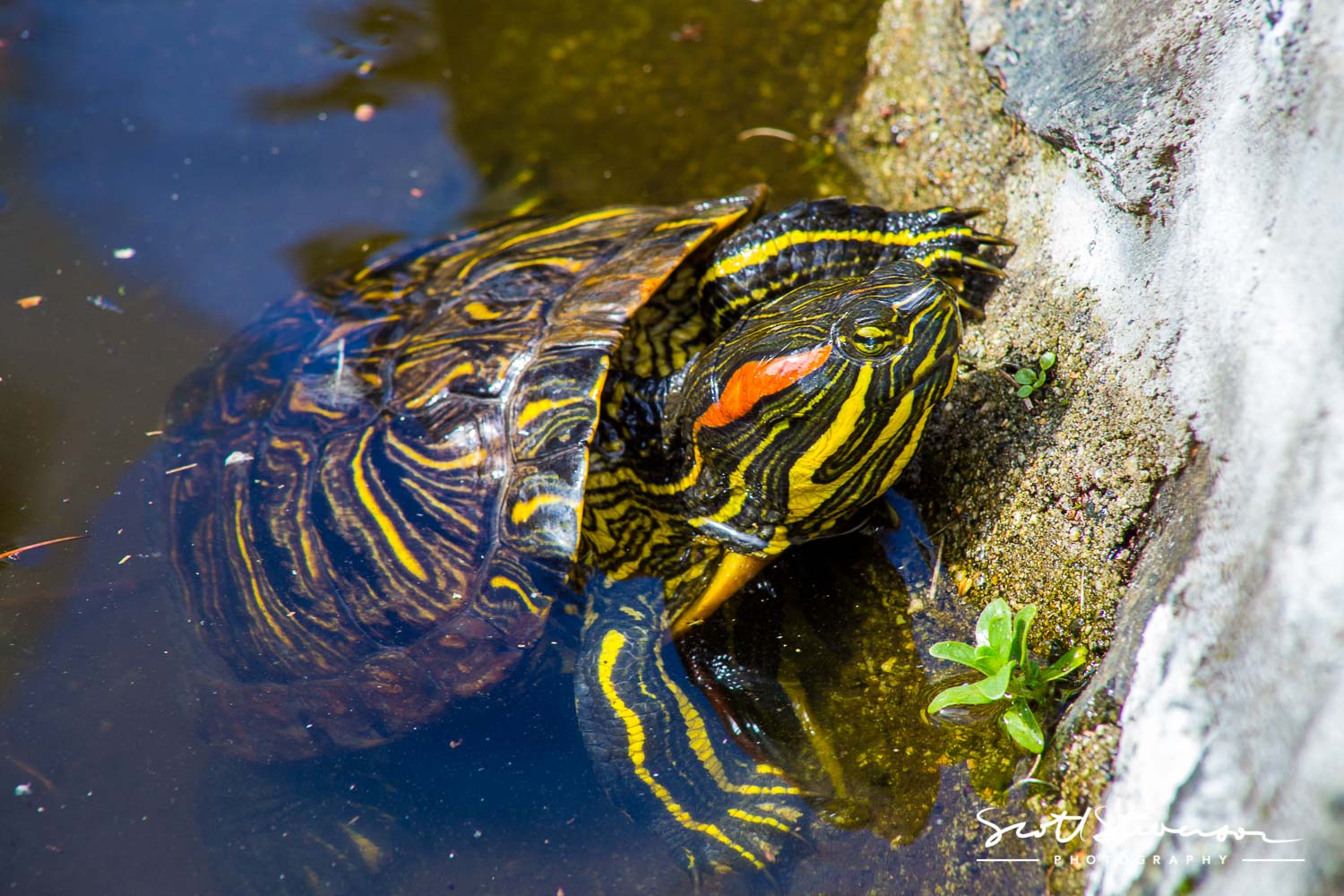 Red-eared slider-2.jpg