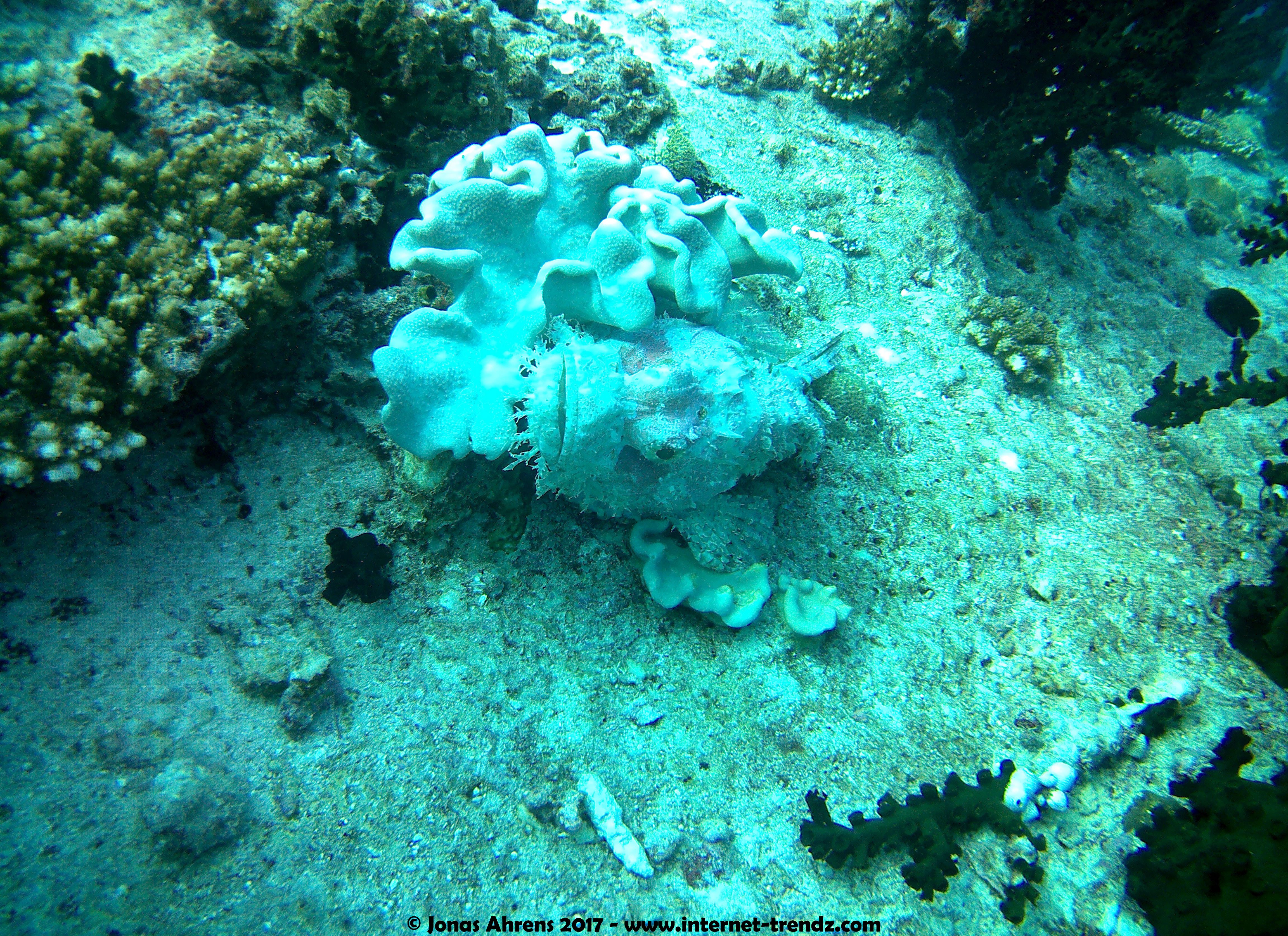 pink-stonefish_1.jpg