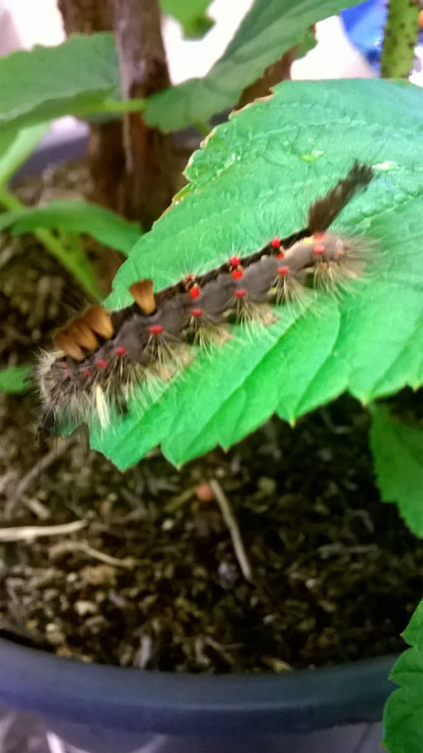 WP_20150804_003.jpg