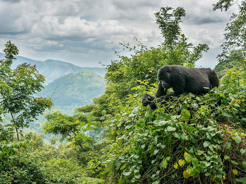 bwindi-gorilla-adventure.jpg