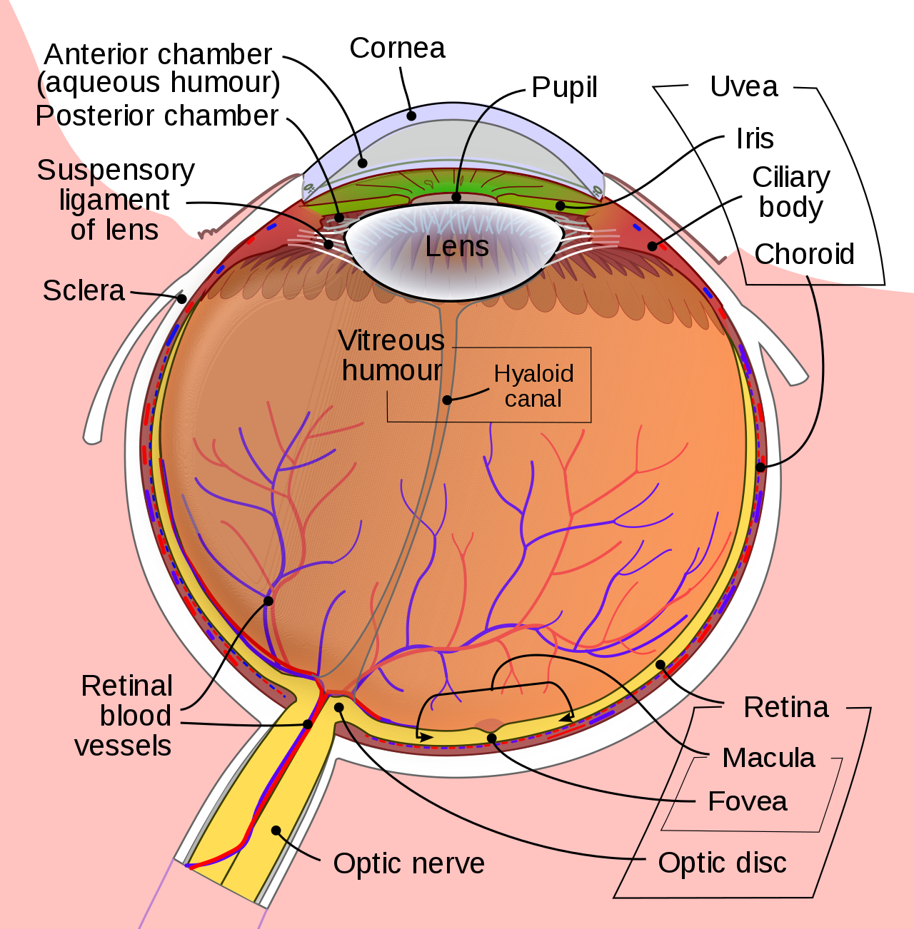 1280px-Schematic_diagram_of_the_human_eye_en.svg.png