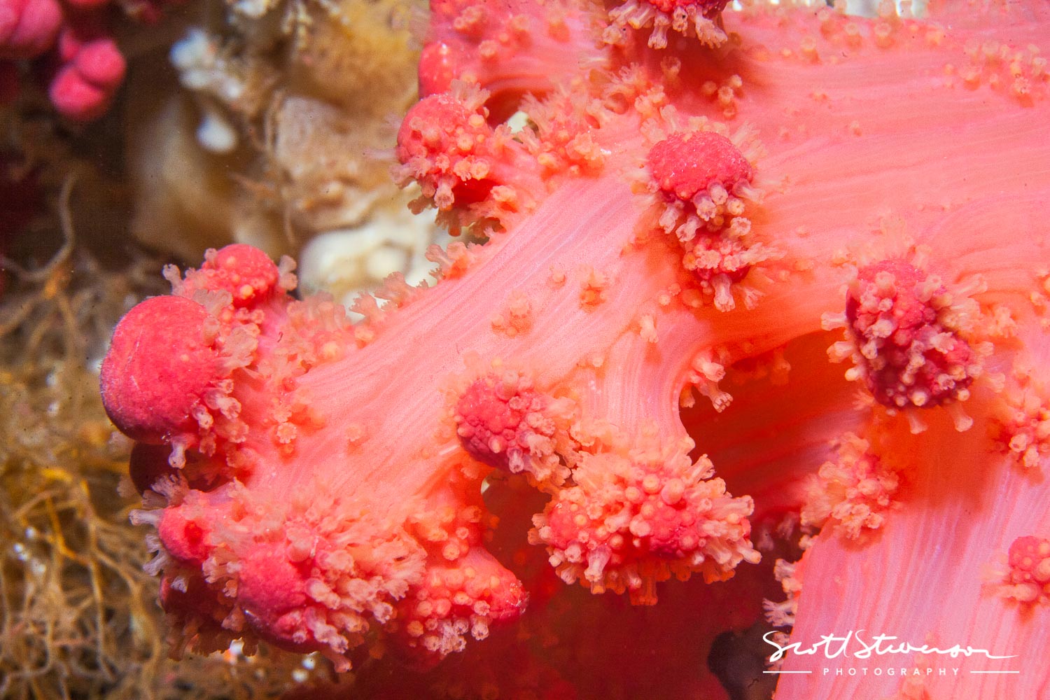 Pink Soft Coral-5.jpg