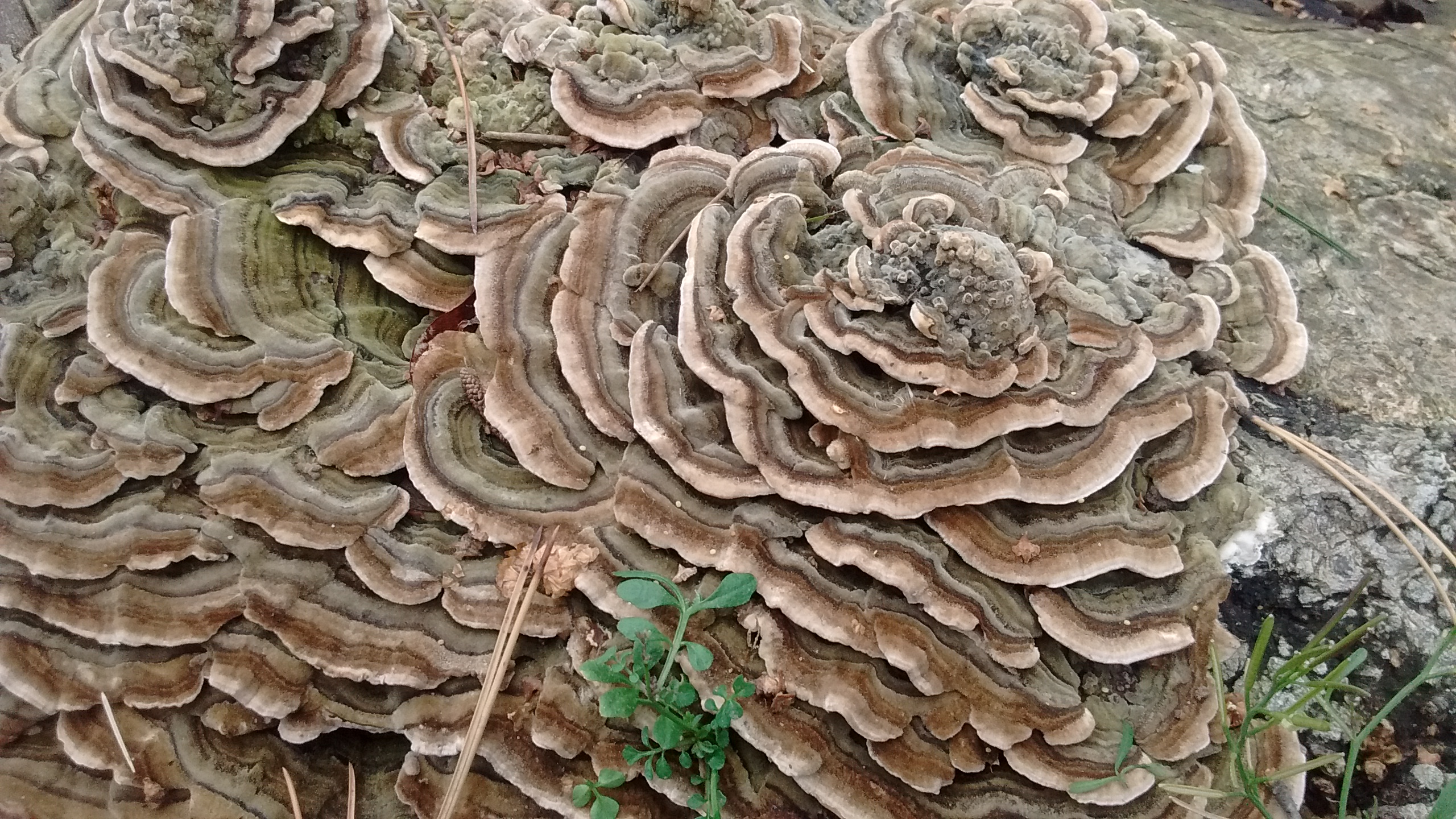 turkey tail 002.jpg