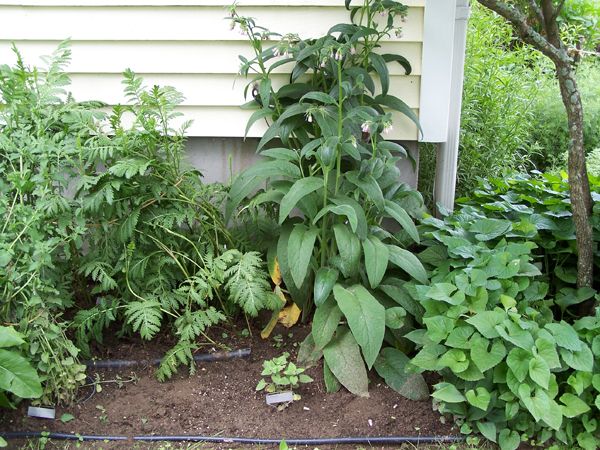 West Herb Garden - Lilac, comfrey, tansy, catnip, catmint crop June 2006.jpg