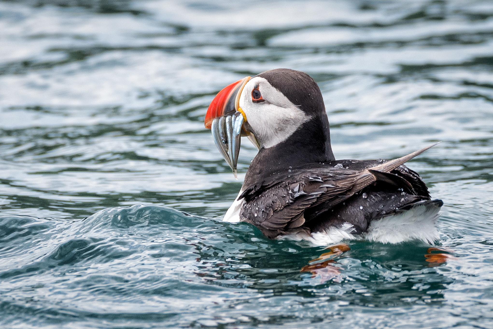 Puffin in water.JPG