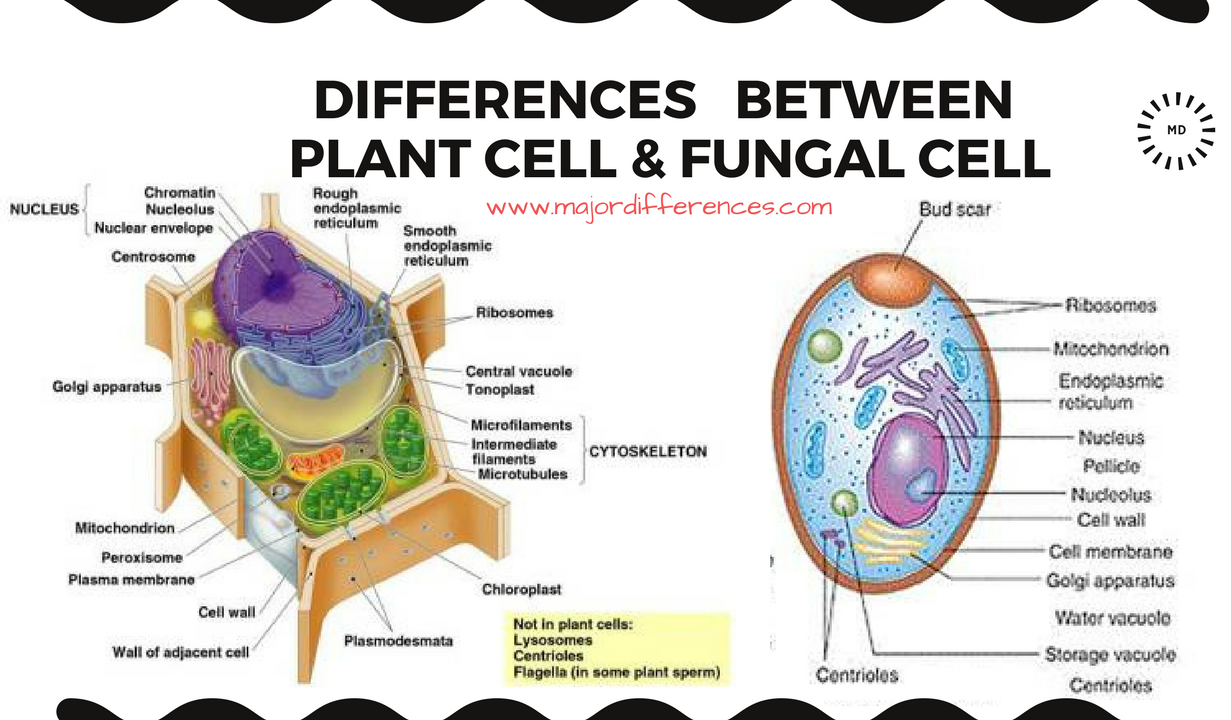 plant cell vs fungal cell.png