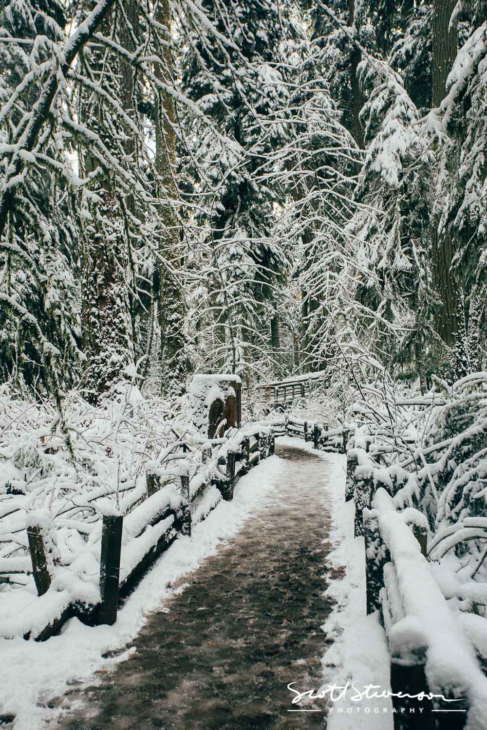 Cathedral Grove-1.jpg