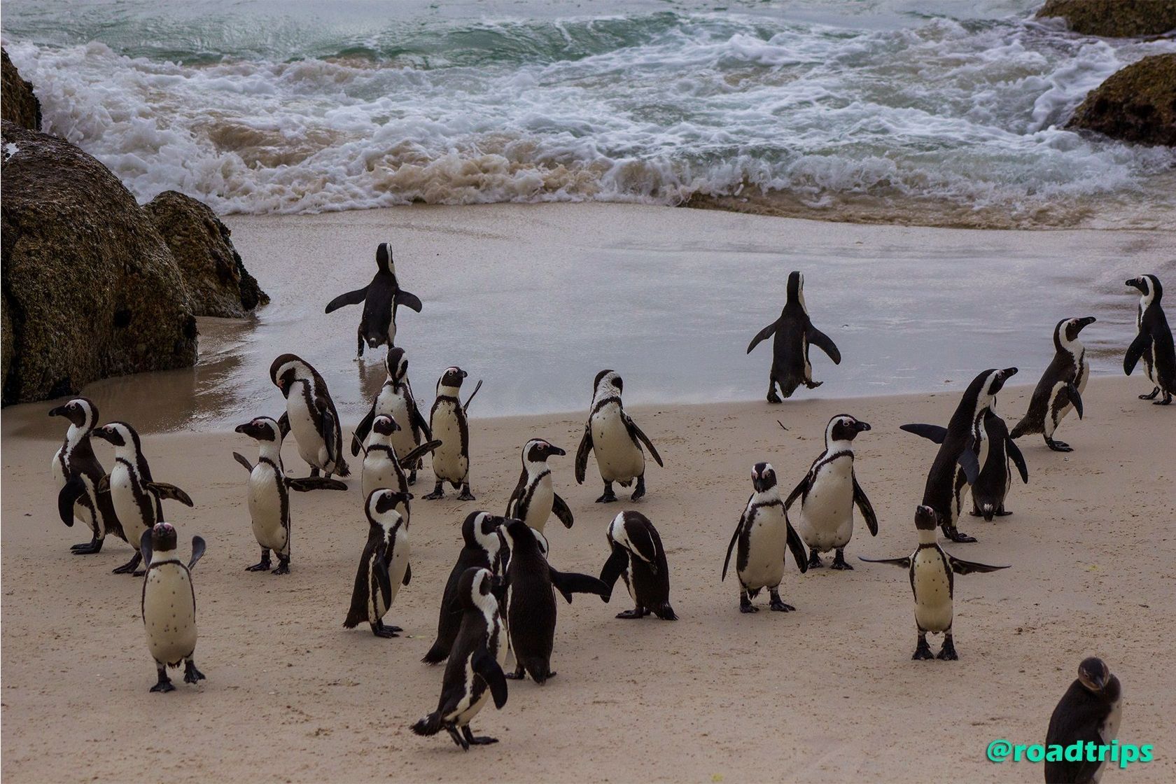Penguins-at-Simon's-Town2.jpg