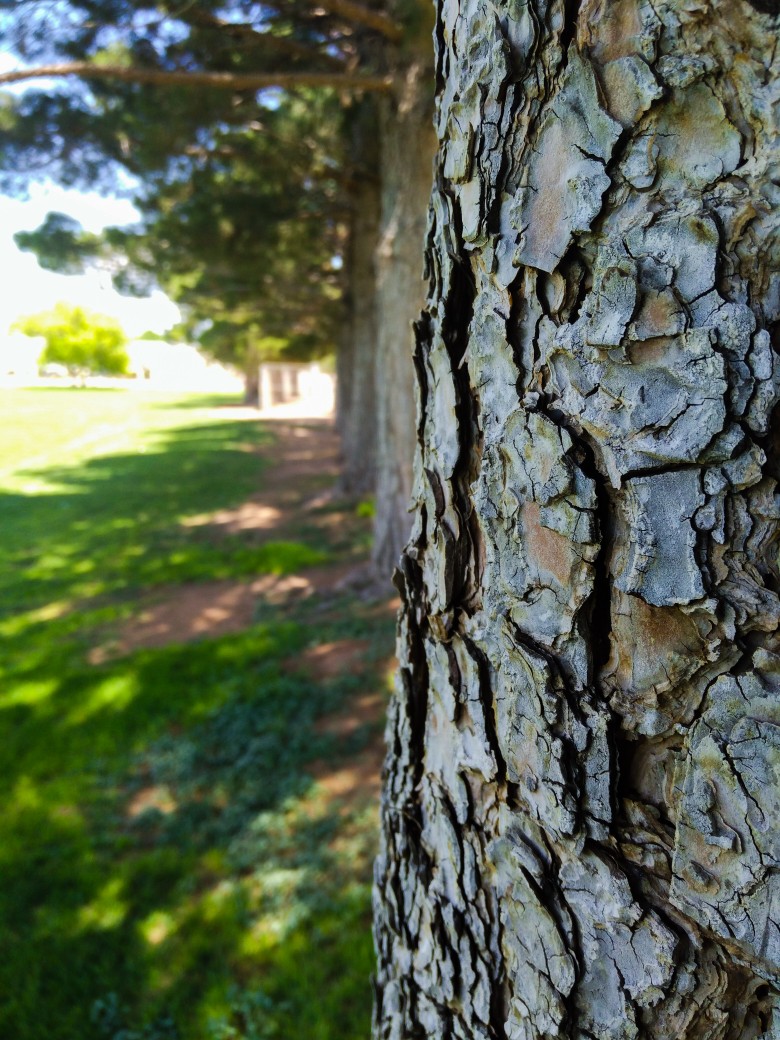 Tree2.jpg