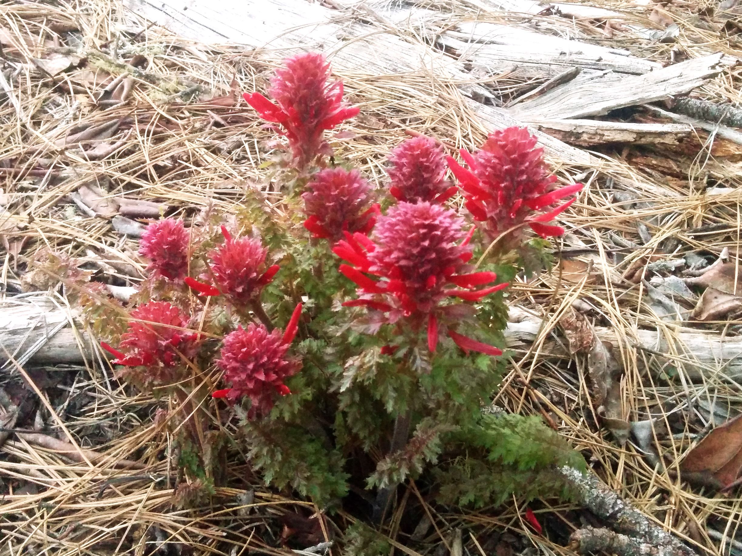 pedicularis.jpg