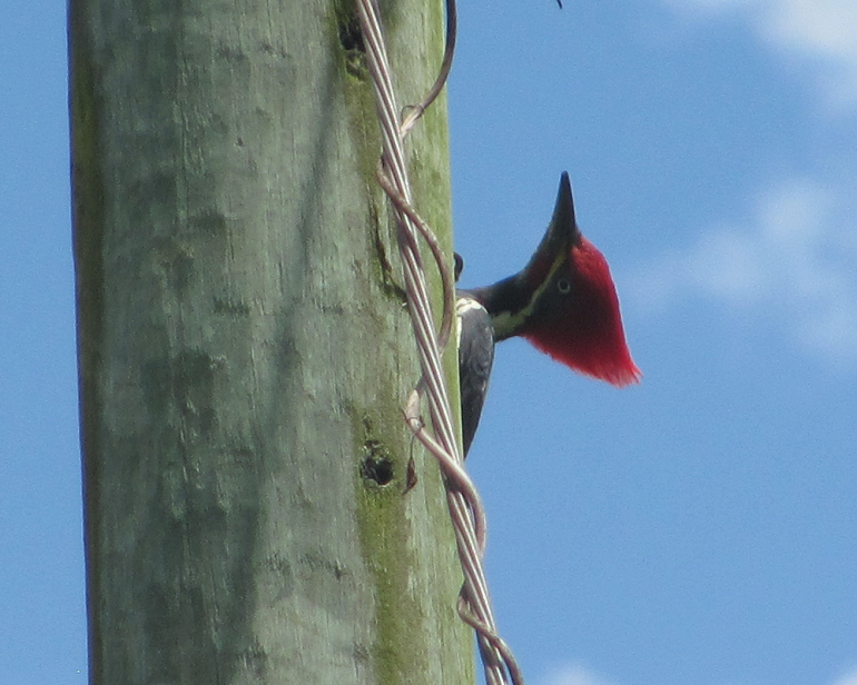 Drycopus lineatus. Carpintero real.1.png