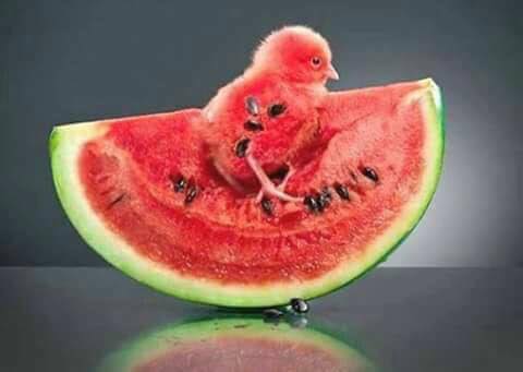 watermelon.jpg