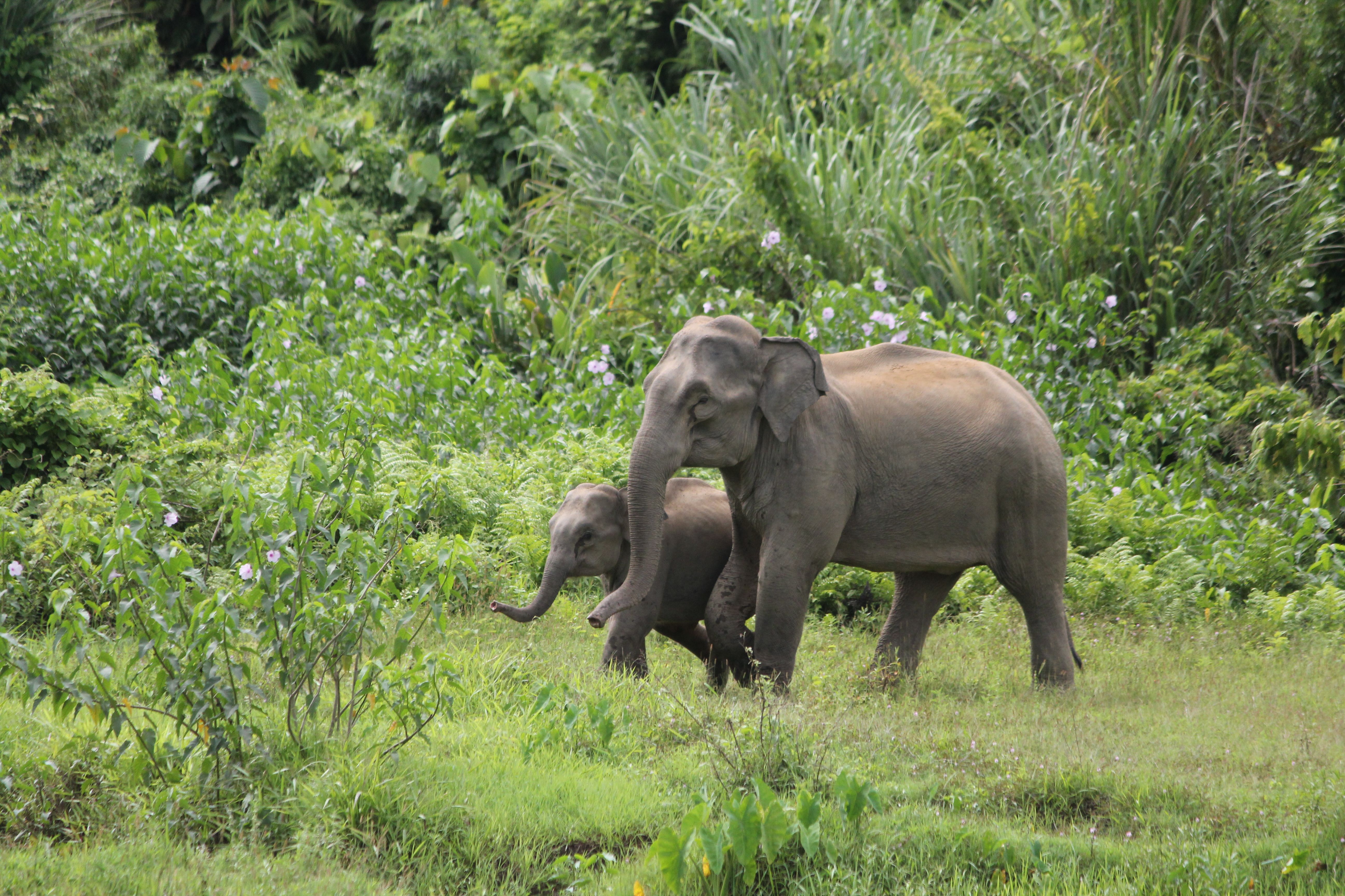 Sherpur_Elephant (7).JPG