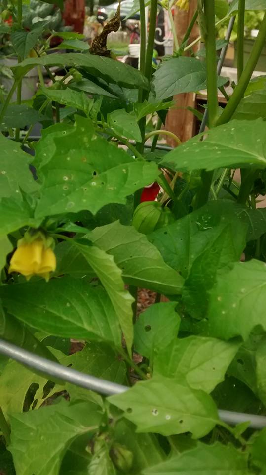 selfie june 2 tomatillo flowers.jpg