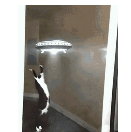 Cat_Abduction_GIF_-_Tenor_GIF_Keyboard_-_Bring_Personality_To_Your_Conversations_Say_more_with_Tenor_-_2017-11-04_19.36.13.jpg
