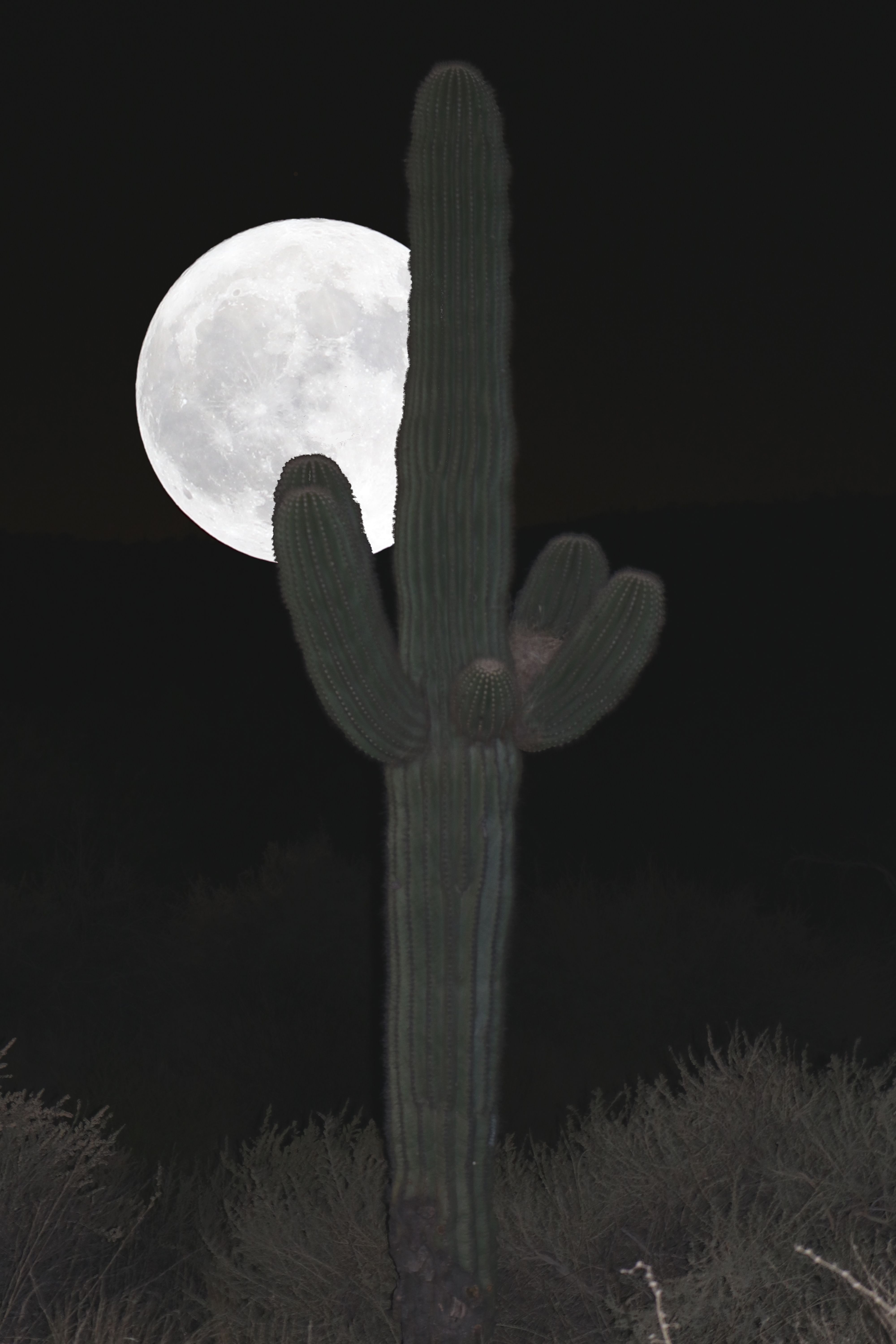 Cactus Moon.JPG