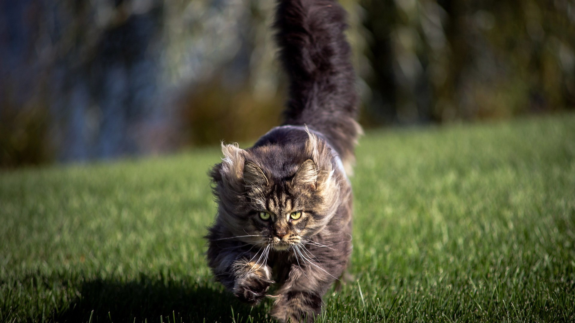 funny-cat-running-3-wide-wallpaper.jpg